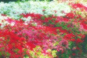 キリシマツツジ - 四季の草花に魅せられて。