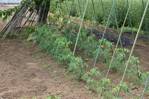 畑が乾燥しているときは、トマトは日陰のほうが調子がいい。 - 甲府の野菜畑