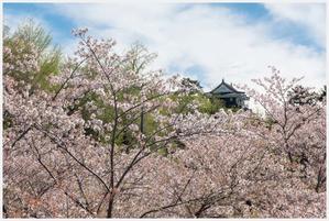 岡崎公園の桜　その1 - Masaの写真部屋Ⅴ