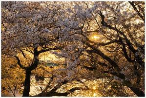 岡崎公園の桜　その3 - Masaの写真部屋Ⅴ