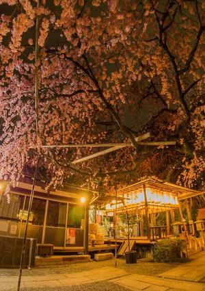 2024京都桜～水火天満宮ライトアップ - 鏡花水月