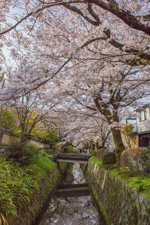 2024京都桜～哲学の道 - 鏡花水月