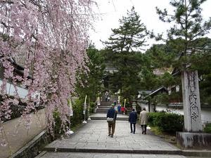 長谷寺の桜 - 彩の気まぐれ写真