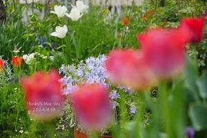 ４月の庭で♪・Ⅵ - FUNKY'S BLUE SKY