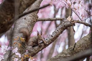 桜散る - 