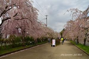 ◆ 桜前線を追いかけて その12「日中線しだれ桜並木」へ （2024年4月） - 空とグルメと温泉と