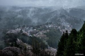 雨に煙る金峯山寺と桜 - toshi の ならはまほろば