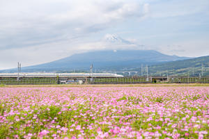 れんげ畑と新幹線と富士山 - うろ子とカメラ。Ⅱ