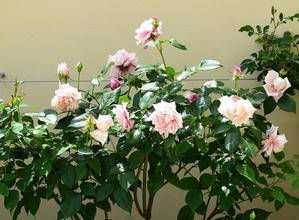 屋上テラスガーデンの‘アンナ・ユング‘ - バラとハーブのある暮らし　Salon de Roses