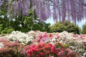 再訪・あしかがフラワーパーク - My garden ~ 小さな薔薇庭の12か月