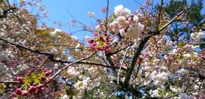 京都御苑の桜 - 