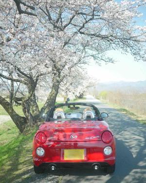 今年の桜 - カメラのまばたき