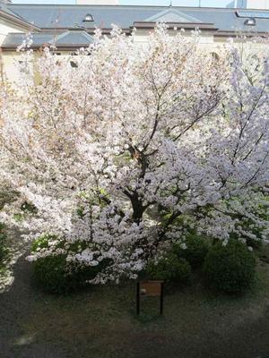 京都の風に吹かれて　京都府庁 旧本館・容保桜と その遺蹟 - 京都の風に吹かれて
