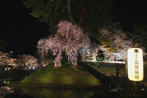 青森旅行　夜桜　ライトアップ - 暮らしを紡ぐ2