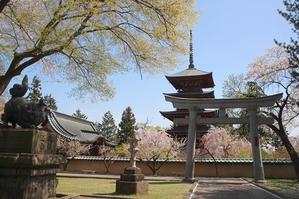 青森旅行　八坂神社と桜と梅 - 暮らしを紡ぐ2