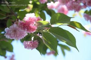4月末の我が家の庭2024　＃２　咲き急ぐ八重桜など　 - 風の彩りー３