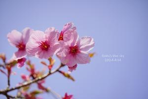 SAKURA*2024　その18（山の桜*・後編） - FUNKY'S BLUE SKY
