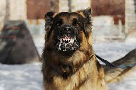 Understanding the Dangers of Rabies in Dogs - 