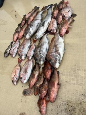４月３０日　アコラバ&鯛ラバ - 船福～瀬戸内の釣り情報