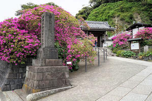 ☆ＧＷ前半、赤紫色の”オオムラサキ”が彩る、大町／安養院！ - ☆”鎌倉・逗子・横浜”、ぶらり散歩、わびすけ！