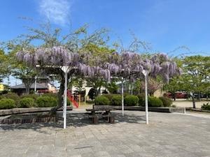 町内の公園では藤の花が美しく咲いています。 - 多賀城市高橋東二区町内会ブログ