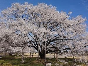 下音小の淡墨桜が植樹から２２年目に開花 - せんびりブログ（本別町仙美里＆十勝の教育情報）