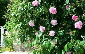 庭の`メイ・クイーン‘が咲き出しました。 - バラとハーブのある暮らし　Salon de Roses