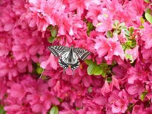 ナミアゲハ　庭のツツジで - 蝶のいる風景blog