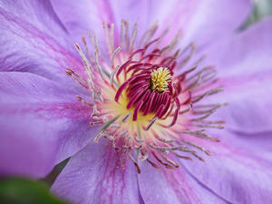   4月の庭の花リレー - nama3の気ままに雑記