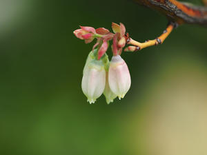   4月の庭の花リレー - 