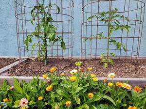 DIY Tomato Cages: A Gardener's Guide to Thriving Tomatoes - 