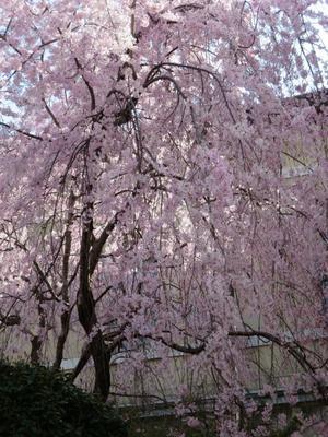 京都の風に吹かれて　京都府庁 旧本館の桜 - 京都の風に吹かれて