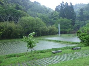 5月の雨 - 千葉県いすみ環境と文化のさとセンター