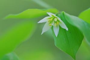 高尾山４月の花４・チゴユリ - 自然と仲良くなれたらいいな３