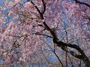 勝持寺の桜 - 