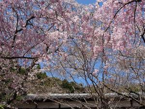 勝持寺の桜 - 