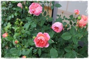 La rose 薔薇の庭