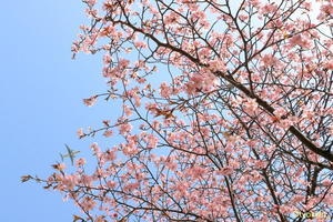 春の訪れ　～旭川空港～ - 自由な空と気まぐれと　season2 　～ 旭川空港 ～