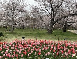 植物園定点観測 April  2024 - Kyoto Corgi Cafe