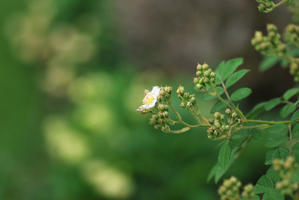 4/30　咲いてみたら台木のノイバラ - 「あなたに似た花。」