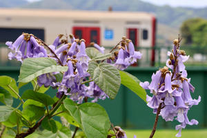 桐の花と列車 - ポン太の写真帳別館