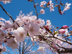 "桜六花公園”と”村道沿いの一本桜”中札内村の桜がほぼ満開です! - 