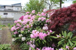 石楠花＆花水木を愛でる朝の散歩　２０２４．５．２　 - 米沢より愛をこめて・・