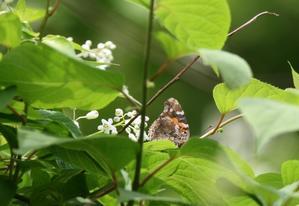 ミツバウツギの蝶 - 