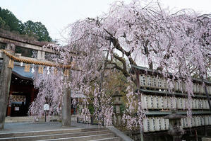 2024年京都の桜　枝垂れ桜＠山科　大石神社 - 