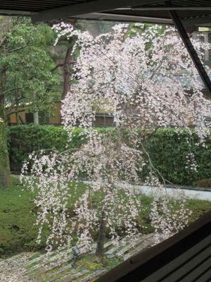 京都の風に吹かれて　嵐山・福田美術館 庭の枝垂れ桜 - 京都の風に吹かれて