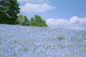 おひさしぶりの花の丘 - 