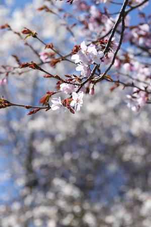 桜とコラボ - 