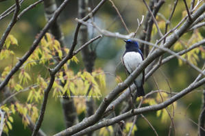 信越自然郷の鳥たち　オオルリ - 野沢温泉とその周辺いろいろ２