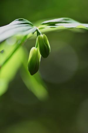 高尾山４月の花６・ホウチャクソウ - 自然と仲良くなれたらいいな３